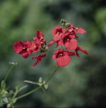 Diascia 'Whisper Dark Coral '