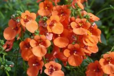 Diascia 'Whisper Pumpkin'