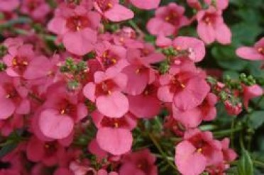 Diascia 'Whisper Salmon Red'