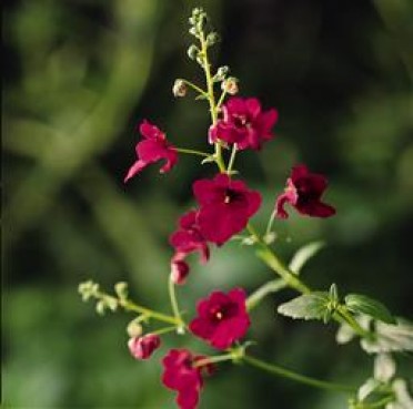 Diascia 'Wink Garnet'