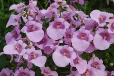 Diascia 'Wink Lavender Pink'