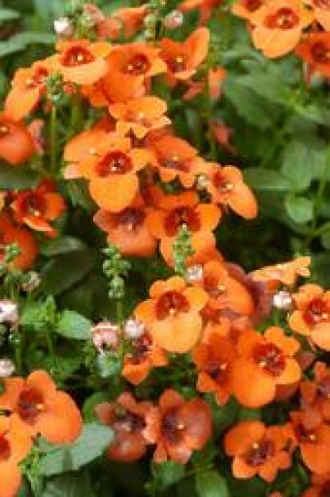 Diascia 'Wink Orange'