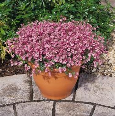 Diascia 'Wink Pink'