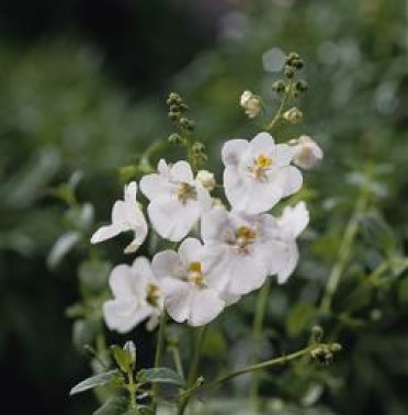 Diascia 'Wink White'