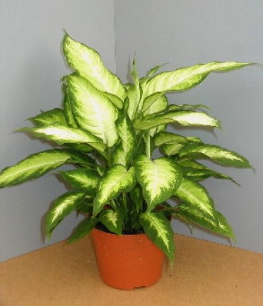 Dieffenbachia 'Dumb Cane Camille'