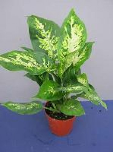 Dieffenbachia 'Dumb Cane Compacta'