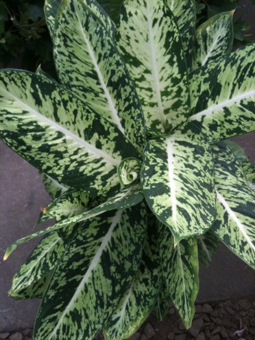 Dieffenbachia 'Dumb Cane Sparkle'