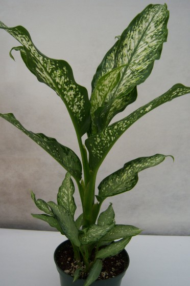 Dieffenbachia 'Dumb Cane Tiki'