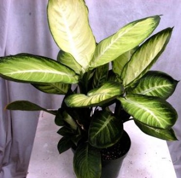 Dieffenbachia 'Dumb Cane Tropic Marianne'