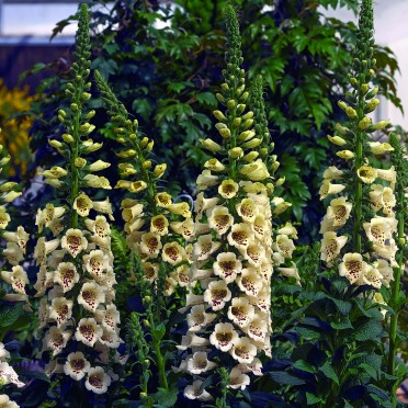 Digitalis 'Camelot Cream'