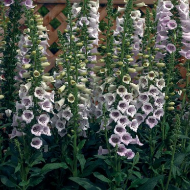 Digitalis 'Camelot Lavender'