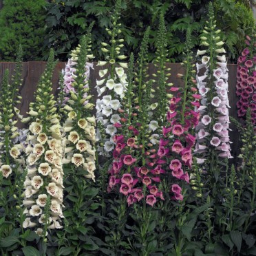 Digitalis 'Camelot Mix'