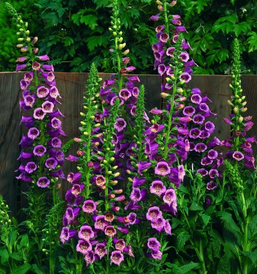 Digitalis 'Camelot Rose'