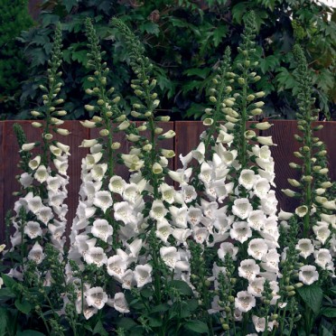 Digitalis 'Camelot White'