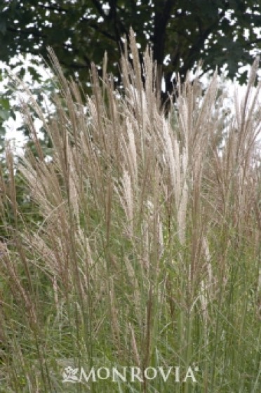 Dwarf Maiden Grass