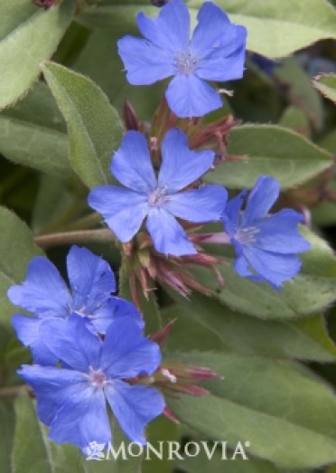 Dwarf Plumbago