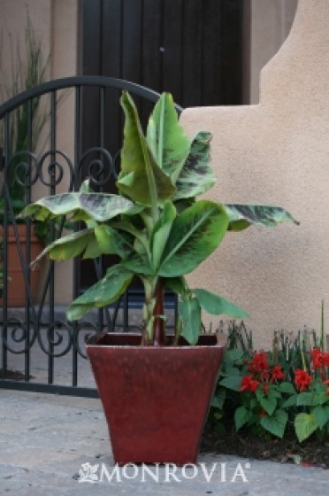 Dwarf Variegated Banana