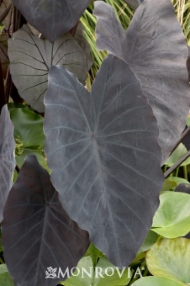 Elephant Ear 'Black Magic'