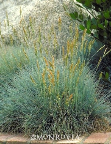 Elijah Blue Fescue