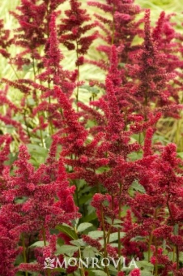 Fanal  ''Astilbe