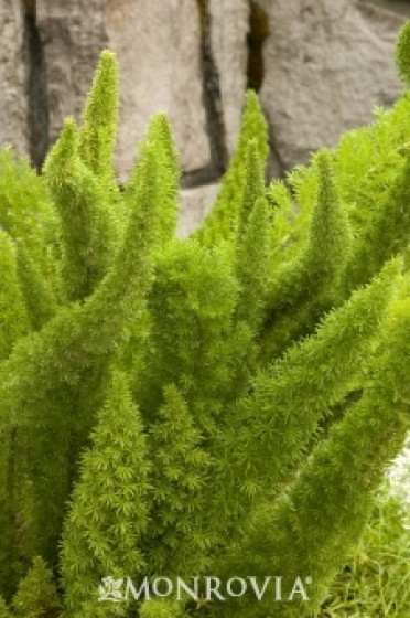 Fern 'Foxtail'