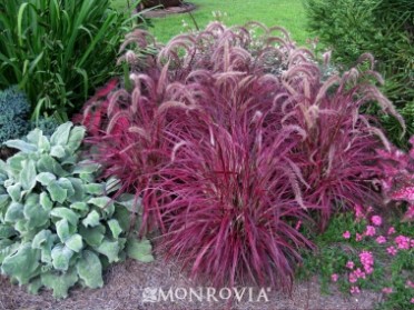 Fireworks Fountain Grass