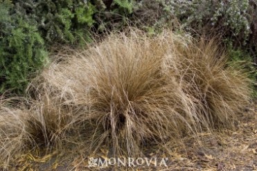 Fox Red Curly Sedge