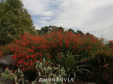Fuchsia California 'Ghostly Red'