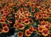 Gaillardia Arizona Sun 2