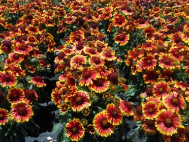 Gaillardia Arizona Sun 2