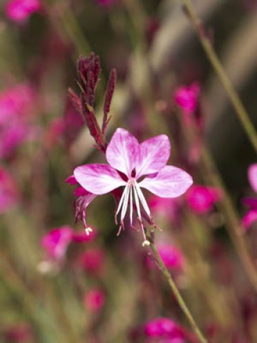 Gaura