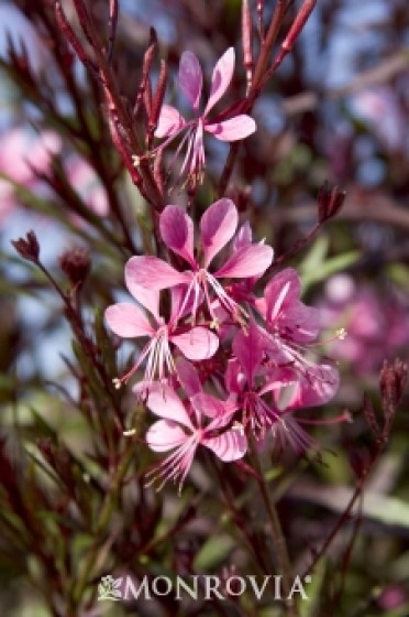 Gaura 'Pink Cloud'