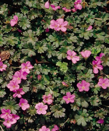 Geranium 'Bertie Crug'