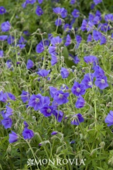 Geranium 'Brookside'