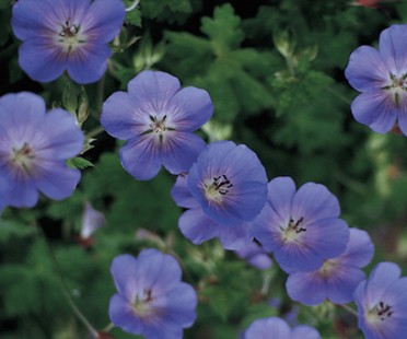 Geranium 'Jolly Bee'