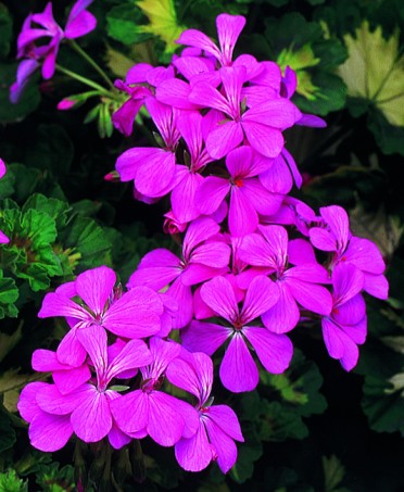 Geranium Brocade 'Pink Happy Thought'