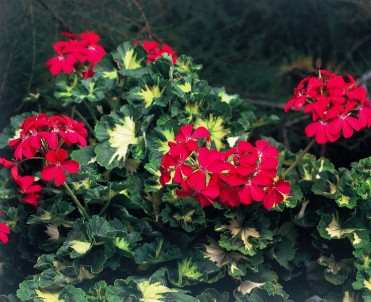 Geranium Brocade 'Red Happy Thought'