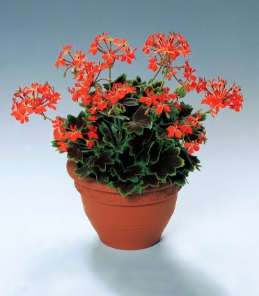 Geranium Brocade 'Vancouver Centennial'