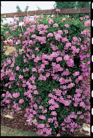 Geranium Ivy 'Balcon Princess'