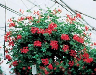 Geranium Ivy 'Balcon Royale'