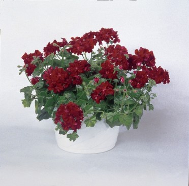 Geranium Ivy 'Global Merlot'