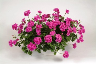 Geranium Ivy 'Global Orchid'