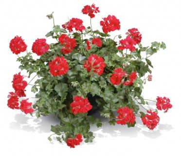 Geranium Ivy 'Global Red'