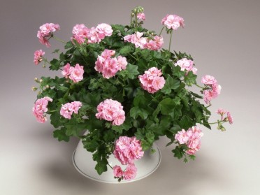 Geranium Ivy 'Global Soft Pink'