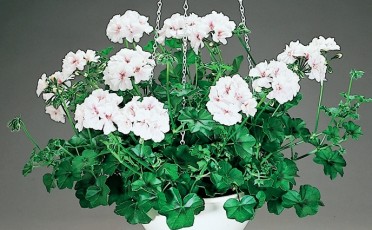 Geranium Ivy 'Global White Nicole'