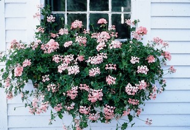 Geranium Ivy 'King of Balcon'