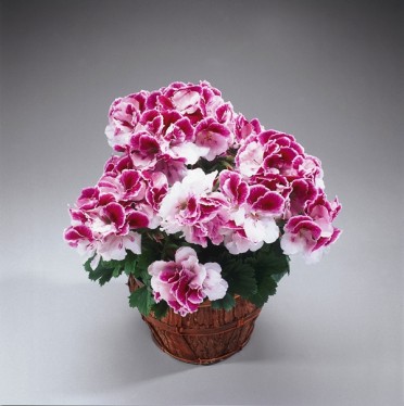 Geranium M. Wash 'Elegance Bravo'