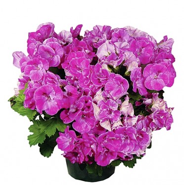 Geranium M. Wash 'Elegance Lilac Sachet'