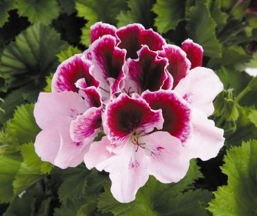 Geranium M. Wash 'Elegance Purple Majesty'