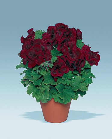 Geranium M. Wash 'Regal Elegance Burgundy'